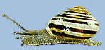 Bnderschnecke, Foto: V. Wiese