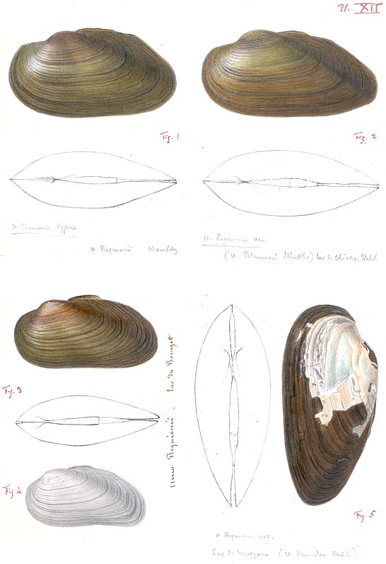 Handpainted plate by A. Brot