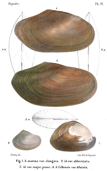 A. Brot, coloured plate