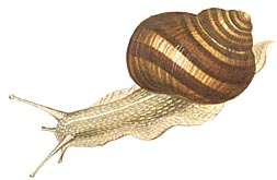 hartmannkl.jpg (14715 Byte)