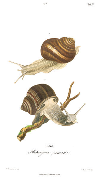 Hartmann - Farbtafel