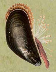 Miesmuschel - aus Meyer & Mbius "Fauna der Kieler Bucht" 1872